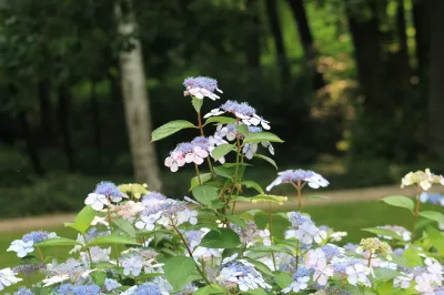 Kudowa Zdrój, Blumen, Kurpark