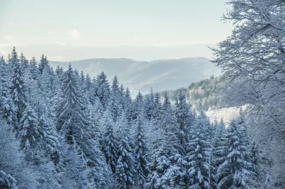 Schneebedeckte Fichten im Winter