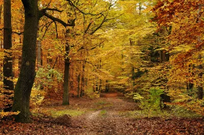 Herbstwald