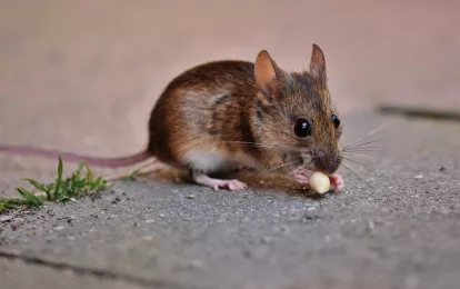 Eine Maus frisst Getreide