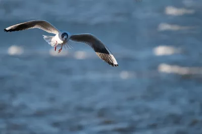 Vogel, Meer, Federkleid Bild