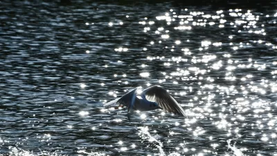 Vogel, Möwe, Flussbild