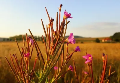 rosa Blumen auf dem Feld