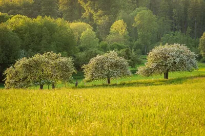 Wiese, Landschaft, Obstbäume