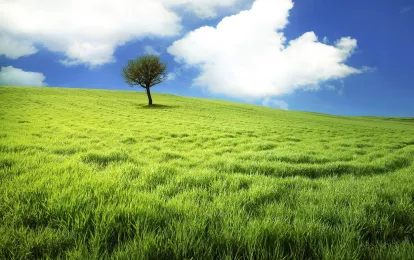 grüner Hügel und Baum