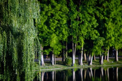 Bäume, Natur, Parkbild