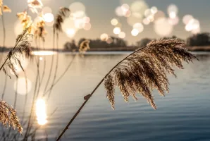 Bild Fluss, Ufer, Pflanzen