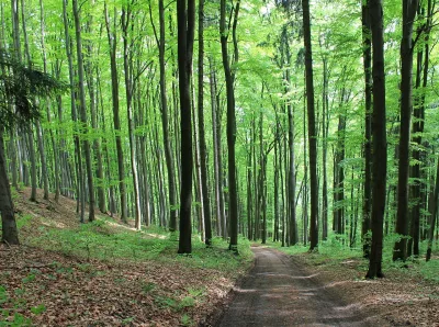 Wald, Weg, Waldstraße Bild