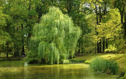 Baum, Teich, Weide Bild