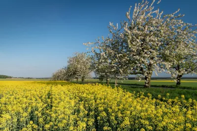 Kirschblüte und gelbes Feld