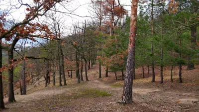 Wald, Kiefer, Naturbild