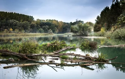 Fluss, Bäume, Wälder Bild