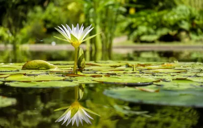 Seerose, Seerosenblätter, Teichbild