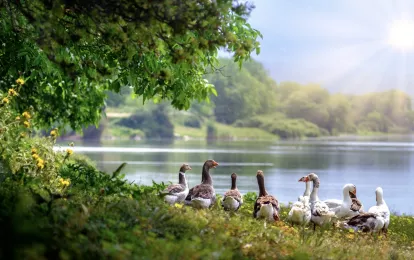 Wildgänse, Vögel, See Bild