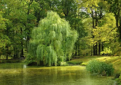 Baum, Teich, Weide Bild