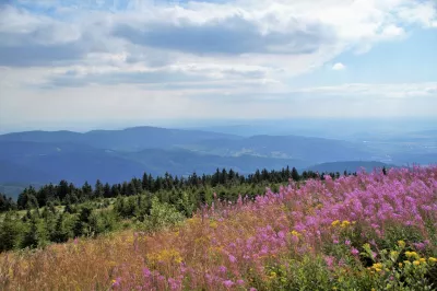 Berge, Alpinwiese, Waldbild