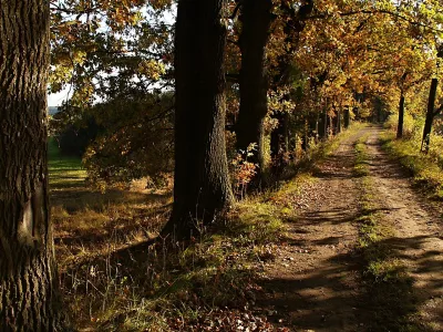 Eichen, Damm, Teich Bild