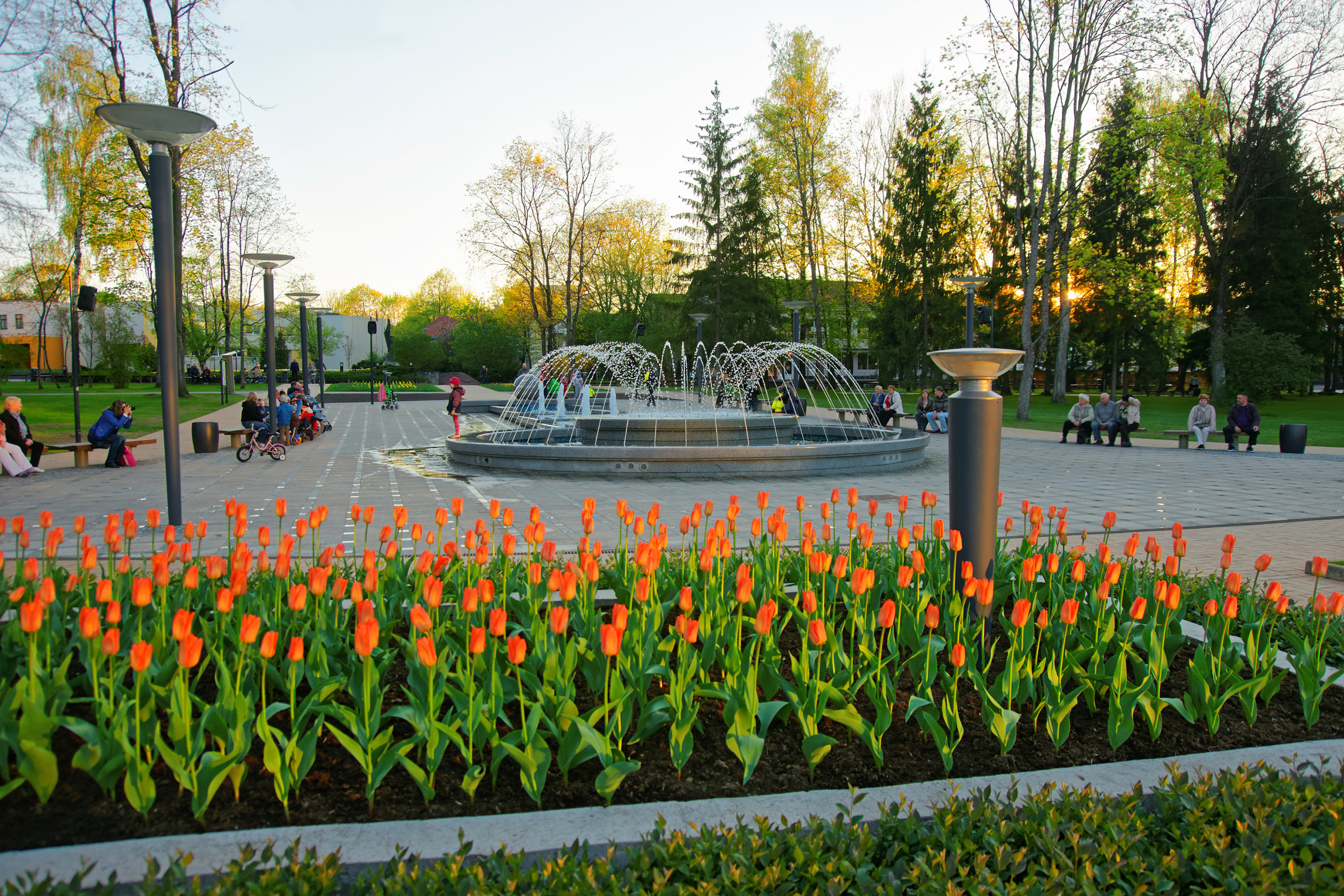 Tulpen im zentralen Park von Druskininkai