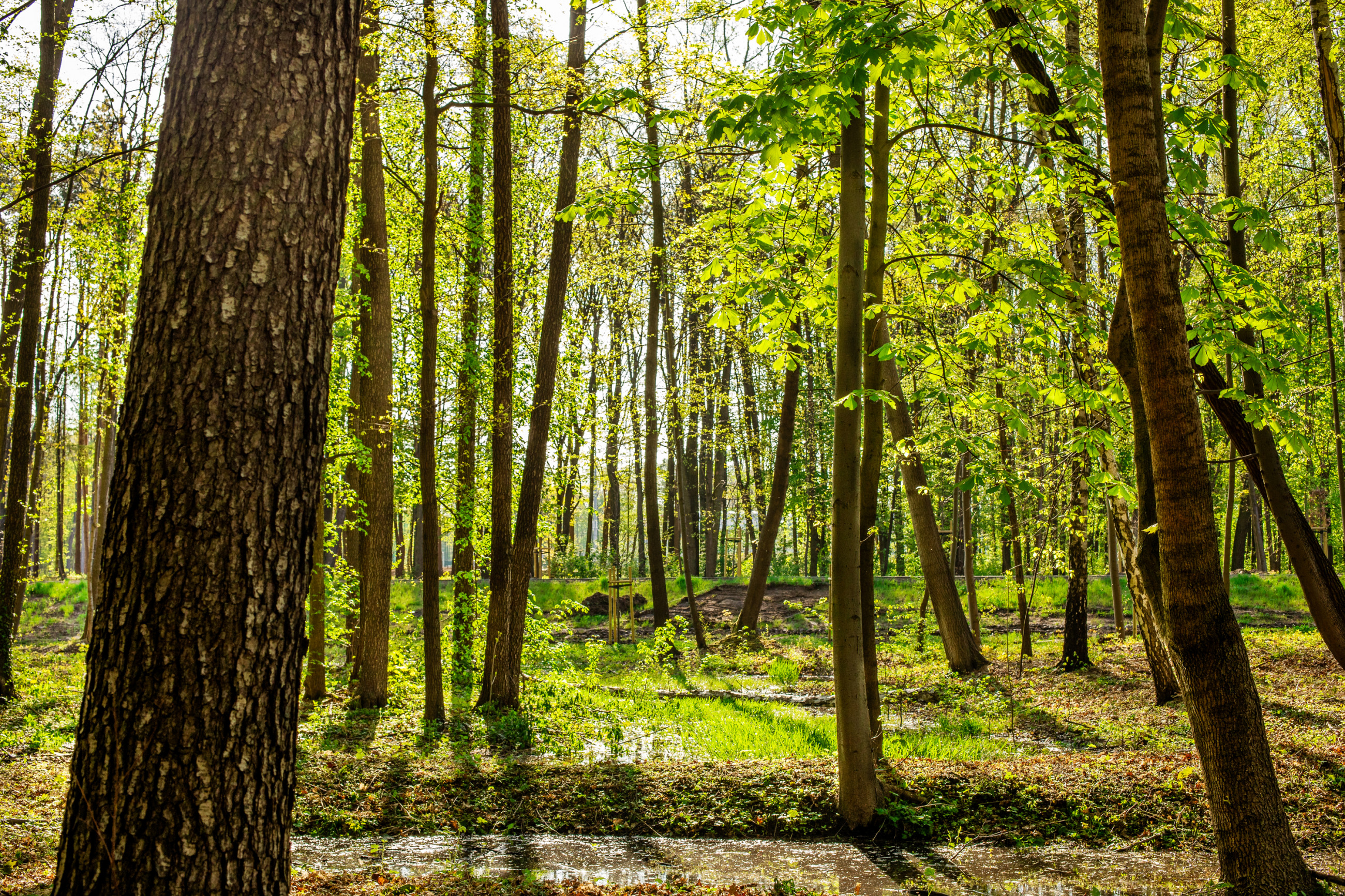  Frische grüne Blätter in der Morgensonne, Wieniec-Zdrój, Polen